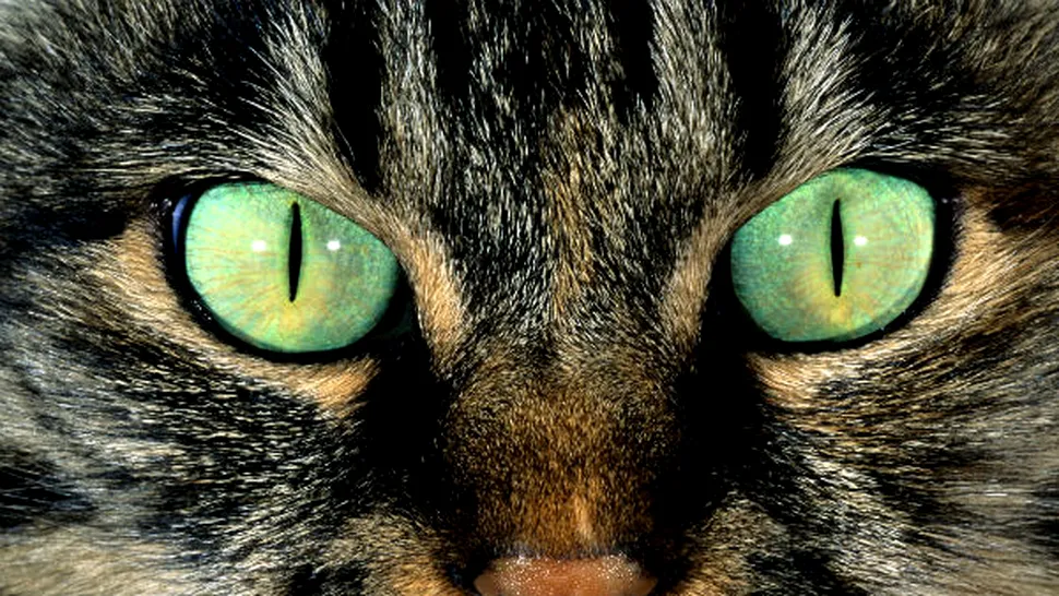 De ce strălucesc ochii pisicii în întuneric?