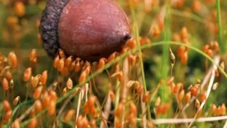 De ce a cerut o mamă tăierea stejarilor din jurul școlii