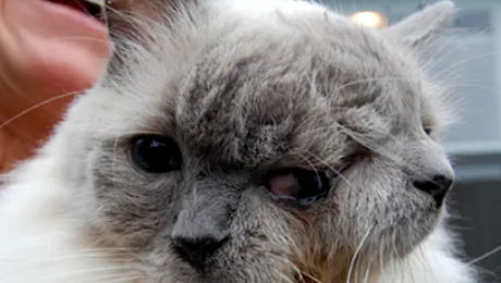 Cea mai batrana pisica cu doua capete