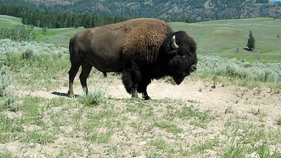 Zeci de bizoni din Bihor, otrăviți cu Furadan