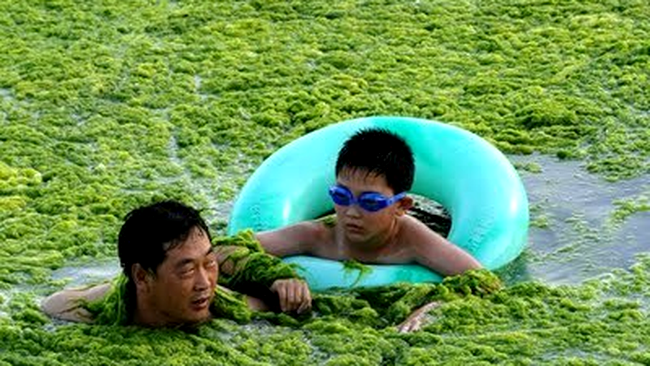 Plaja din apropierea orasului port Quingdao, China, a fost invadata de alge