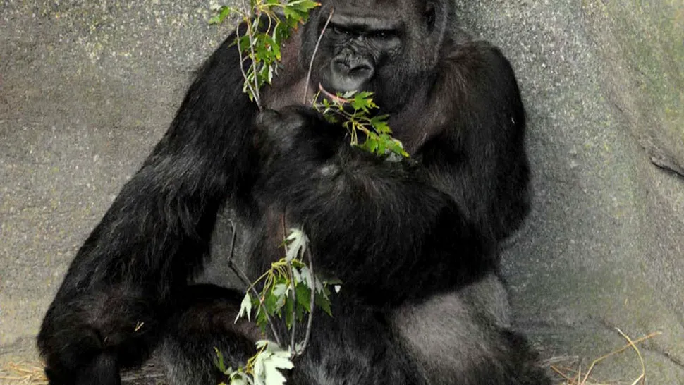 Femeie lovită cu piatra de o gorilă, la grădina zoologică