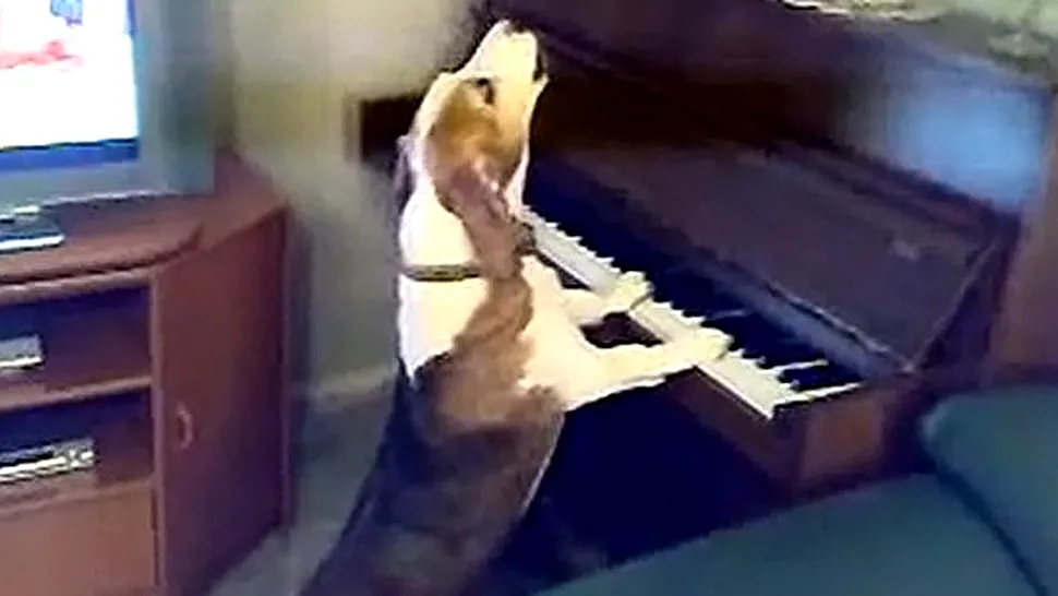 Câinele care cânta la pian, vedetă pe internet (Video)