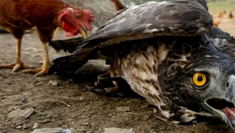 In China, gaina bate acvila