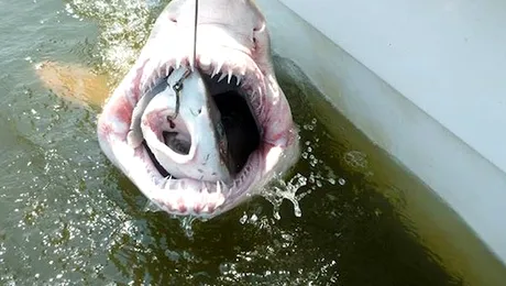 Norocul pescarului: Rechin înghițit de un alt rechin