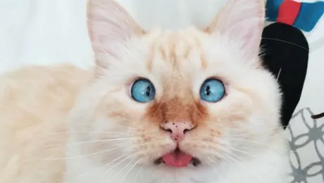 Motanul Lentilă, vedetă pe Facebook! Are fotograf personal şi conversaţii inteligente cu fanii