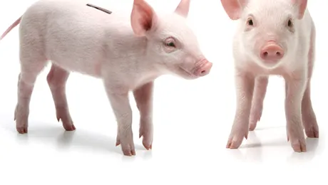 Purcelusi adevarati transformati in pusculite