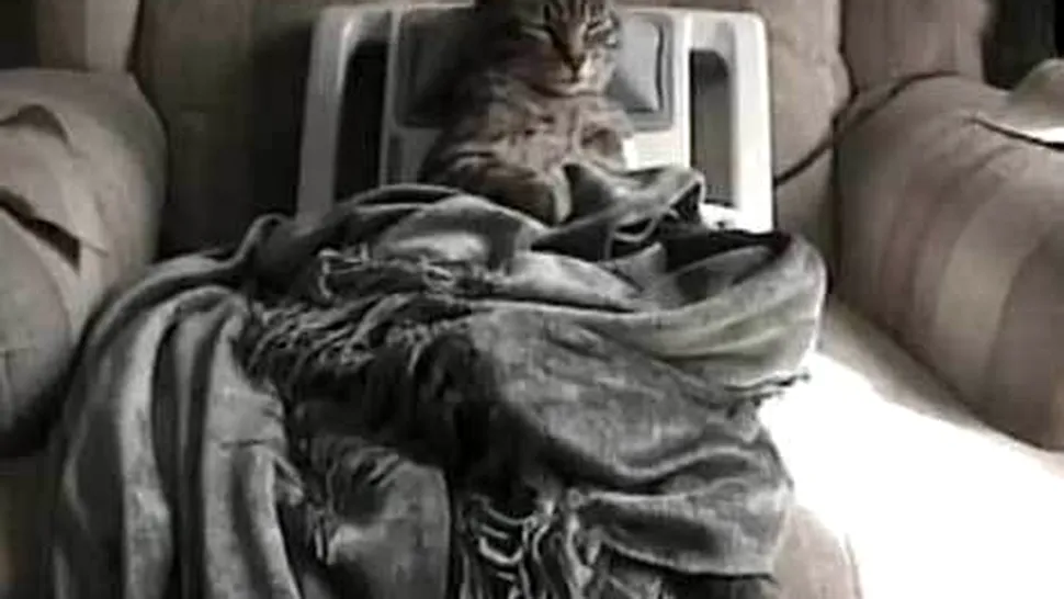 Pisica stresată are nevoie de un masaj relaxant (Video)