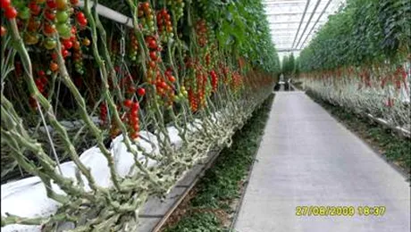 Cine n-are olandezi… sa-si cumpere rosii de la ei (Poze)