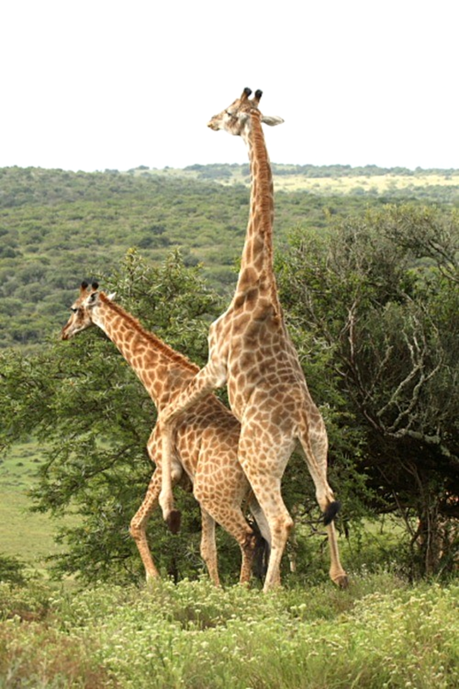 girafa