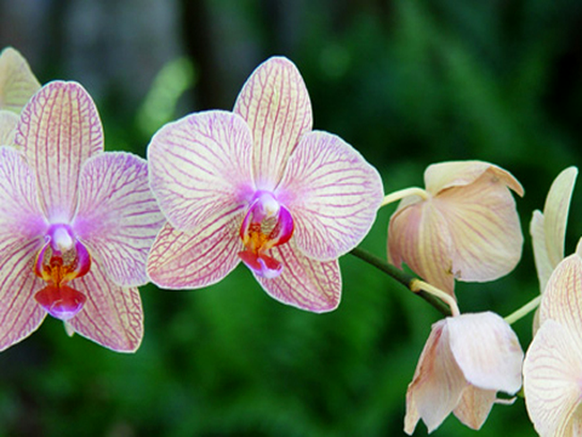 Orhideele