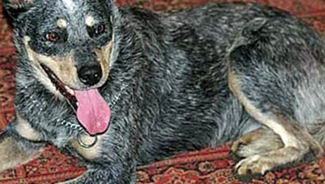 Un caine a inotat 10 km in ocean pentru a-si regasi stapanii