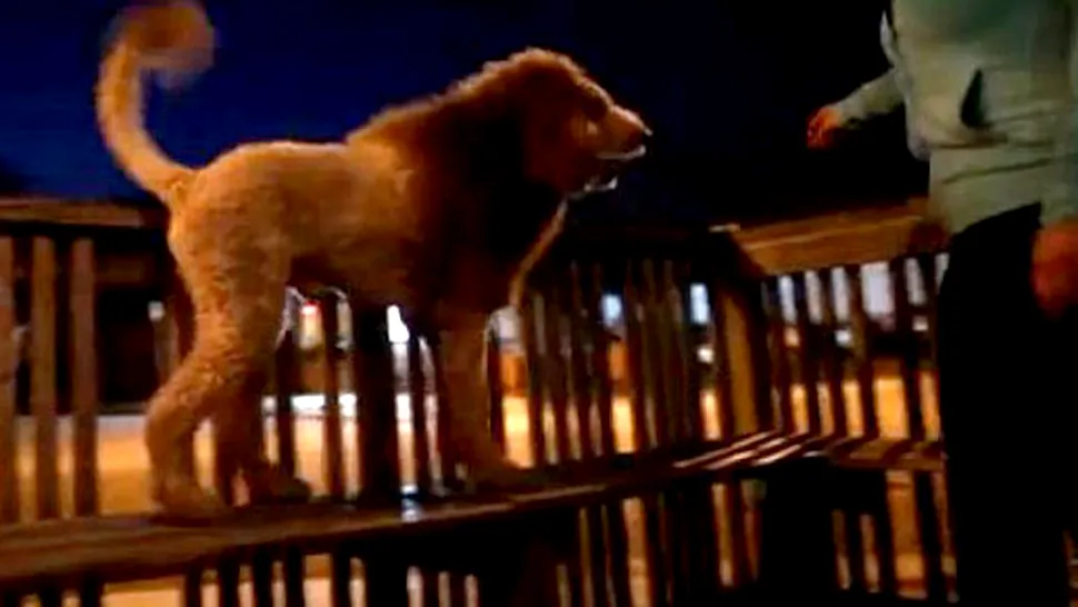 Charles, câinele-leu, și-a făcut vecinii să sune la 911 (Video)