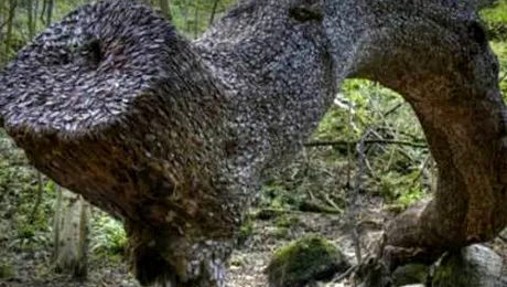 Padurea in care banii cresc in copaci! (Poze)