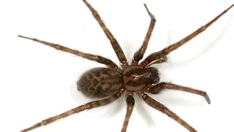 Ferește-te de acest păianjen! Te poate UCIDE