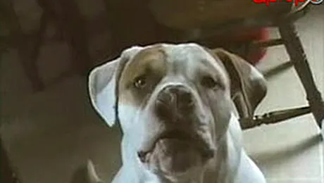 „Ham love mamma!”