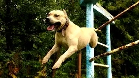 TreT, campionul canin la parkour (Video)
