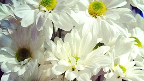 Ești născut în aprilie? Află care e floarea ta!