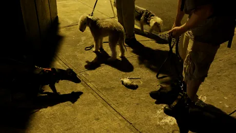 New York: Ultima fiță a proprietarilor de câini – vânătoarea de șobolani