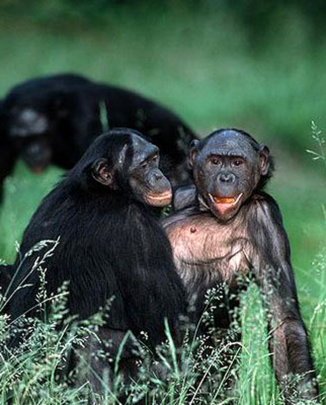 Imperechere cimpanzei