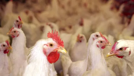 S-a îmbătat și a omorât peste 70.000 de găini