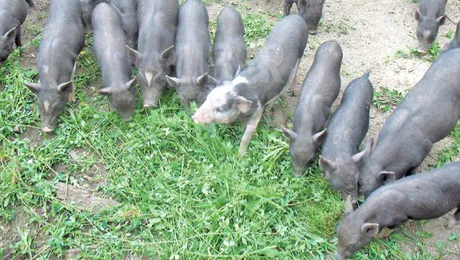 Ai incerca carnea de porc vietnamez, de Craciun?