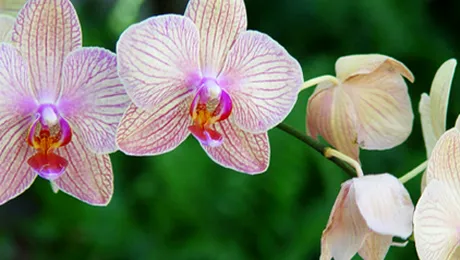 5 flori care te înveselesc