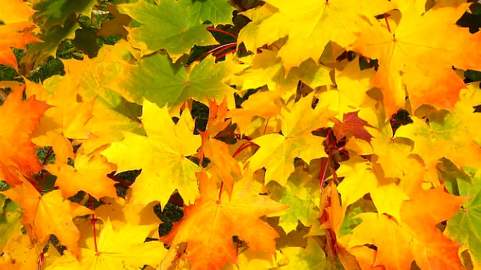 De ce au frunzele culori diferite în anotimpul toamnei?