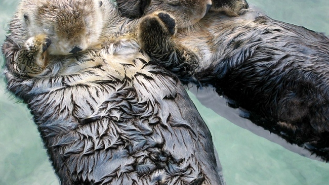 Vidrele se țin de mâini