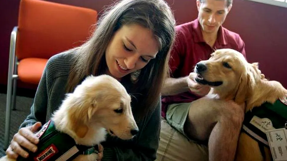 Terapie cu câini pentru studenții stresați
