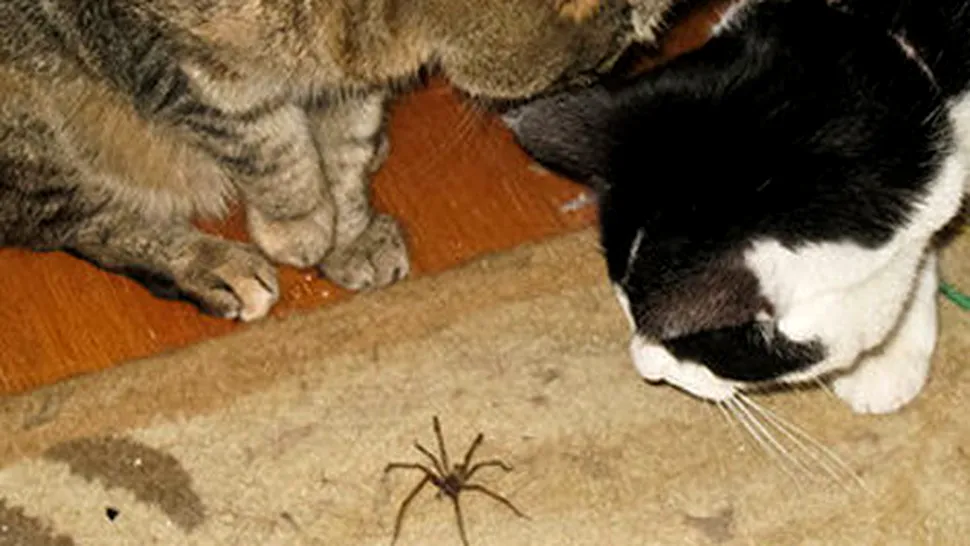 9 metode prin care să ții păianjenii departe de locuință