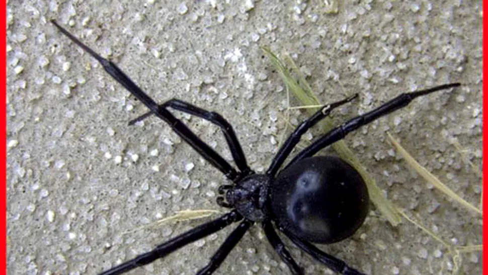 INVAZIE de păianjeni veninoși Văduva Neagră