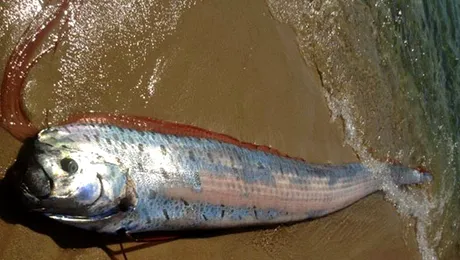 „Monstru” marin eșuat pe o plajă din Mexic