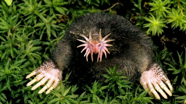 star nosed mole