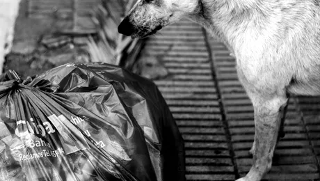 Prefectul Capitalei vrea sa eutanasieze maidanezii