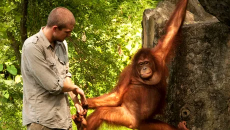 Să înceapă maimuţăreala!