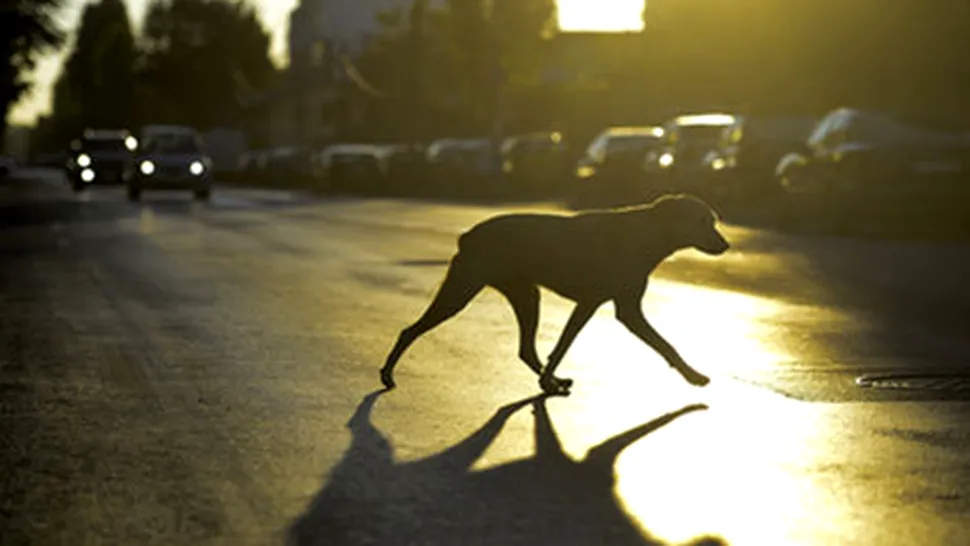  În luna decembrie 2014 s-a înregistrat cel mai redus număr de persoane mușcate de câinii fără stăpân din ultimii 30 de ani 
