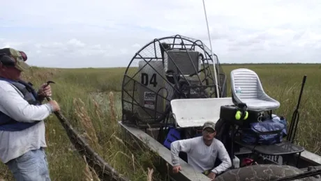 Un piton a mancat o caprioara de 34 de kilograme