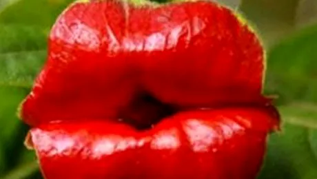 Ale cui sunt aceste buze moi? (Poze)