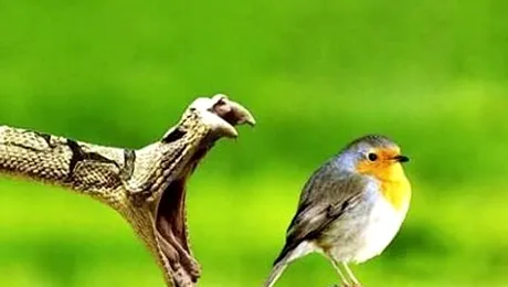 Cand moartea se afla la milisecunde distanta (Poze)