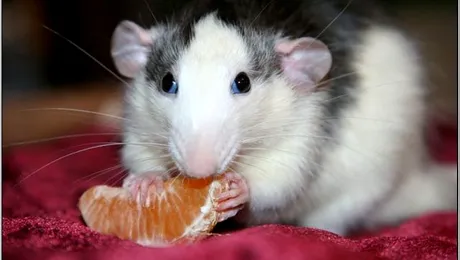 Gustarea de la ora 10