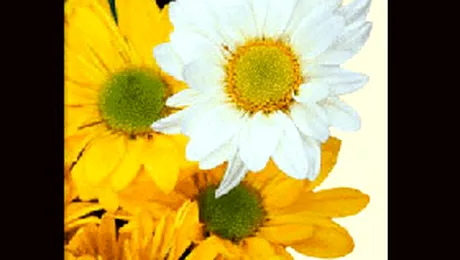 Barbatilor le este rusine cu florile in mana