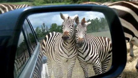 Tu ce vezi in oglinda retrovizoare? (Poze)