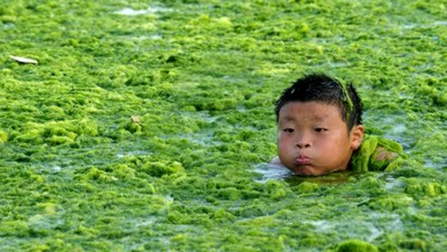 alge marine in china