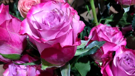 6 specii de flori comestibile