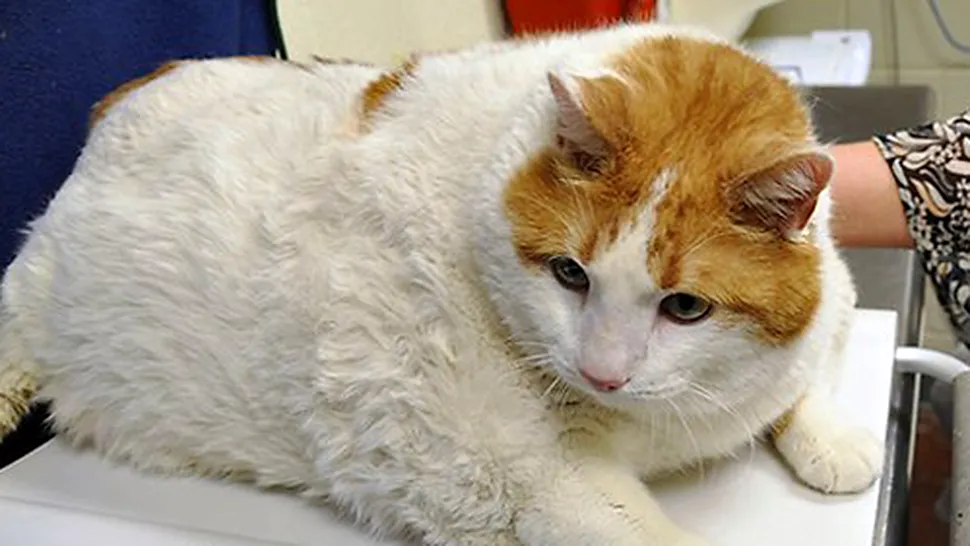 A murit Miau, pisica supraponderală