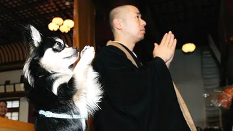 O biserica din Quebec invita cainii la slujba