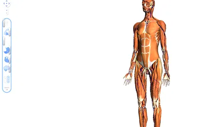 Invata anatomie online cu Google Body Browser