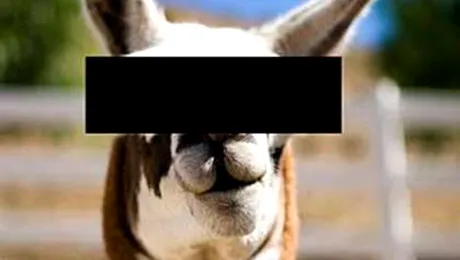 Zoofilia, noua preocupare a parlamentarilor germani