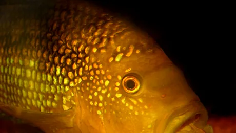 Palamida-de-balta, cel mai inteligent pestisor din lume